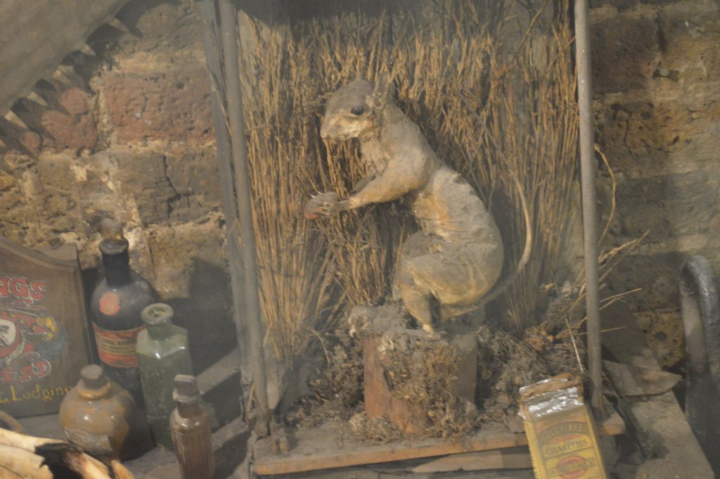 Mummified Squirrels and Arctic Ground Dwellers (Image Credits: Wikimedia)