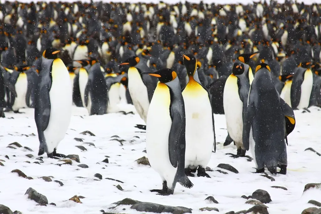 Emperor Penguins Huddle and Fast for Months in Antarctic Winter (Image Credits: Flickr)