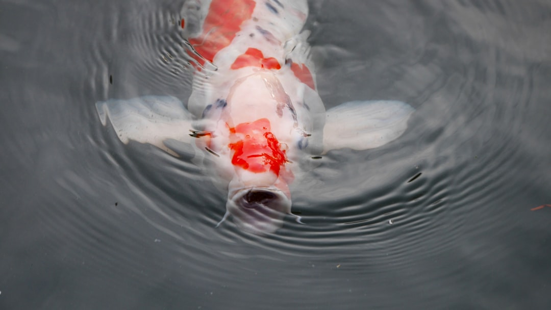 Great Lakes Sturgeon Renaissance (Image Credits: Unsplash)