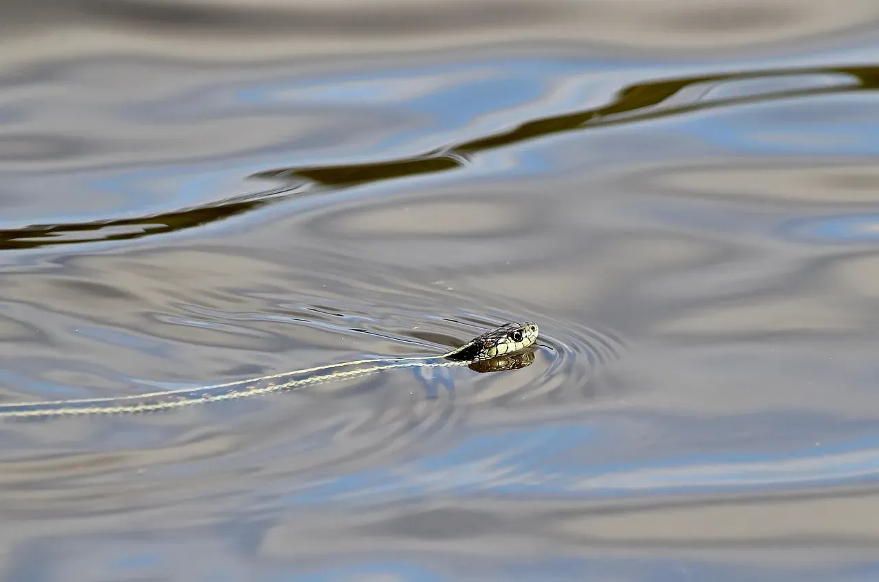 They Can Swim Like They Were Built for It (Image Credits: Pixabay)