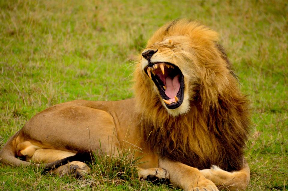 The Lion's Roar: Leo's Apex Predator Energy (Image Credits: Stocksnap)