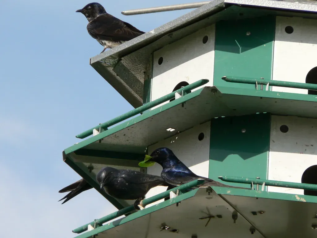 6. Your Design Choices Can Make or Break a Colony (rkimpeljr, Flickr, CC BY-SA 2.0)