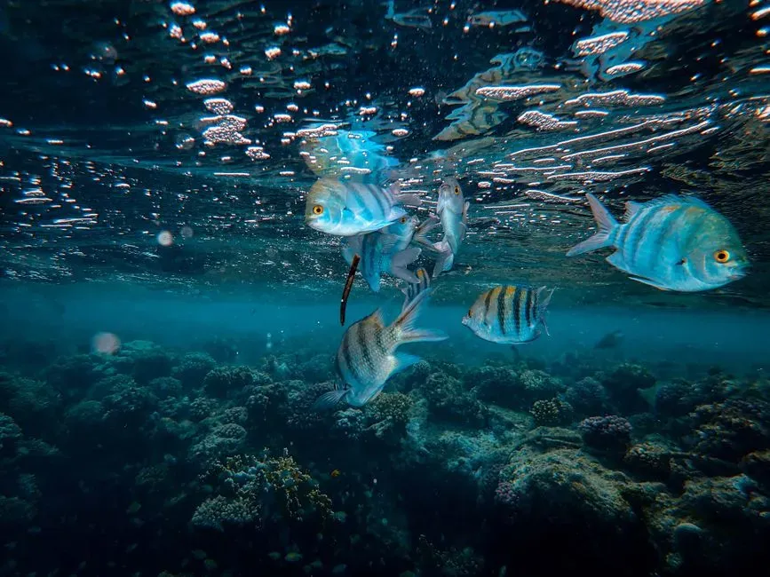 Conclusion: Seeing Fish – and the Ocean – With New Eyes (Image Credits: Pexels)