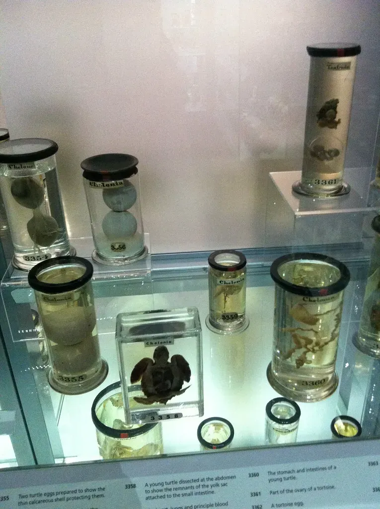 #1 - The Historical Specimens of Entirely Lost Ecosystems (TheCreativePenn, Flickr, CC BY 2.0)