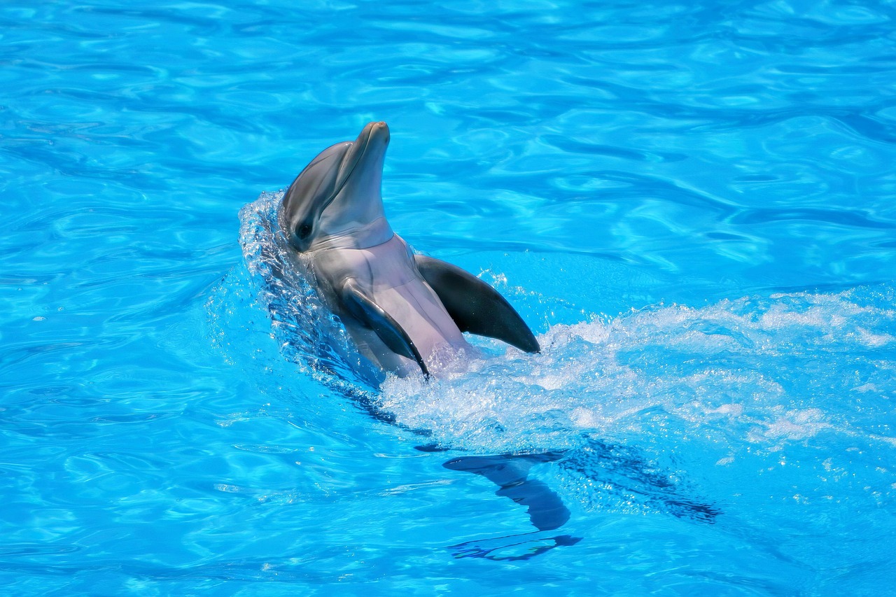 The Dolphin: Playful Innovation Under Pressure (Image Credits: Pixabay)