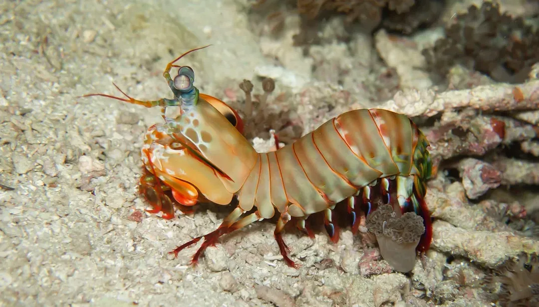 Mantis Shrimp: The Ocean's Knockout Artist (Image Credits: Unsplash)