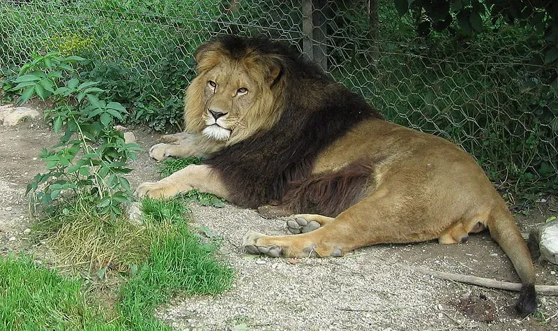 Leo – The Desert Lion (Barbary Lion Archetype) (flickkerphotos, Flickr, CC BY-SA 2.0)