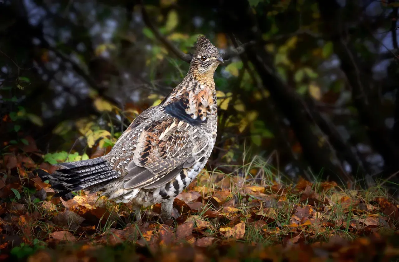A Species Recognized Just at the Turn of the Century (Image Credits: Pixabay)