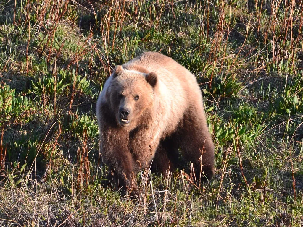Conclusion: What It Really Means Not to Let Grizzlies Vanish (larrywkoester, Flickr, CC BY 2.0)