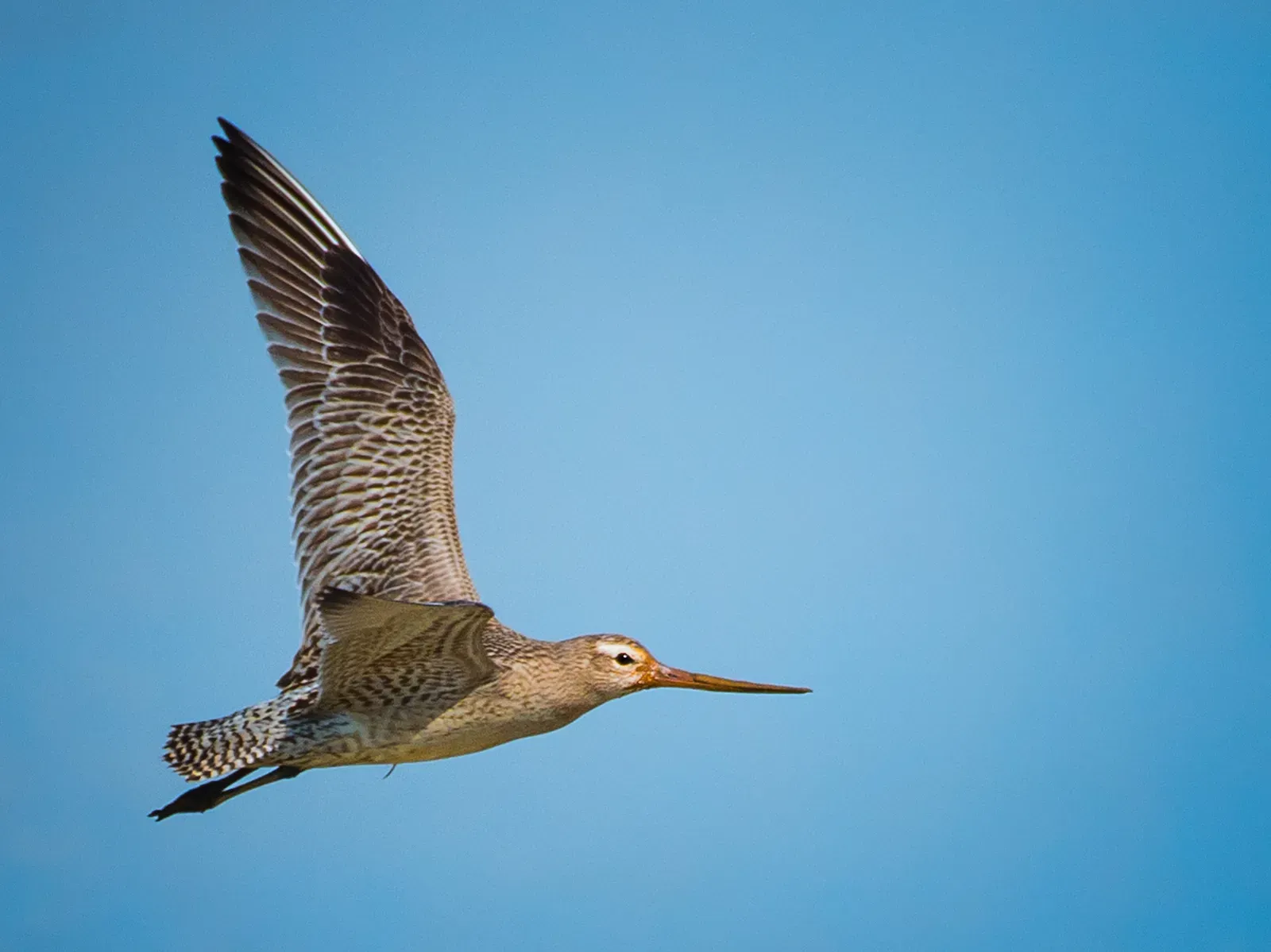 Bar‑Tailed Godwits: Nonstop Marathoners of the Pacific Flyway (Image Credits: Wikimedia)