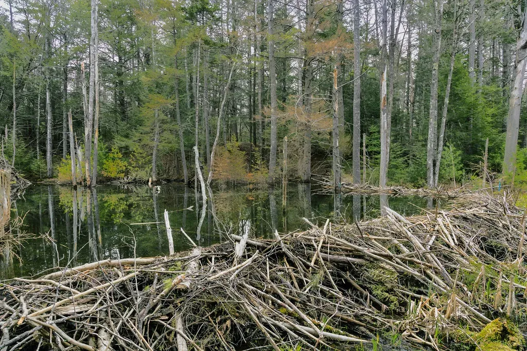 Conclusion: Nature Was Always the Better Engineer (Me in ME, Flickr, CC BY 2.0)