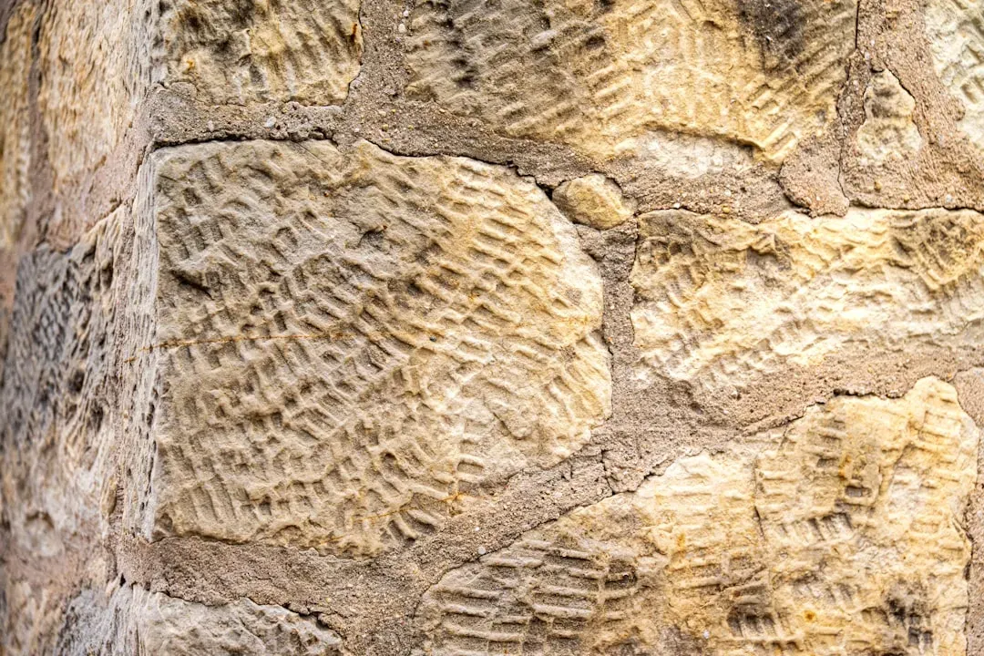 Fossil Discoveries That Keep Rewriting the Story (Image Credits: Unsplash)