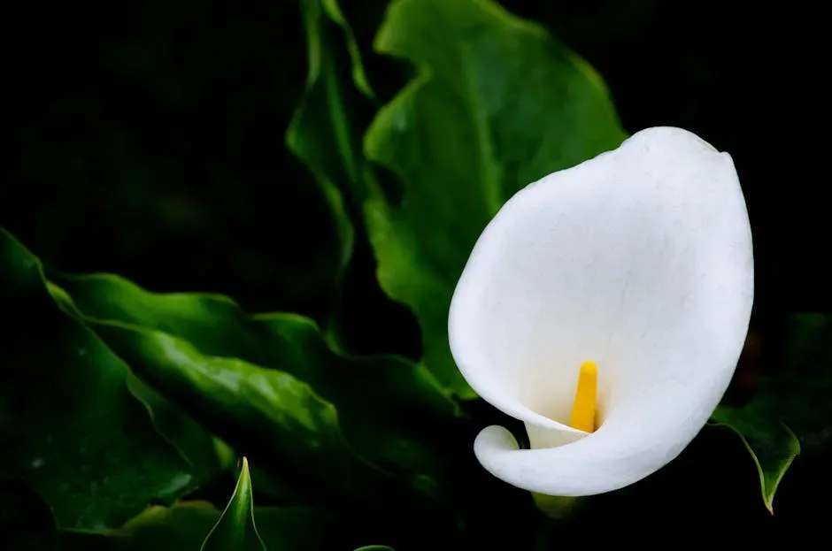 Capricorn – Calla Lily: Elegant, Ambitious, And Quietly Unshakable (Image Credits: Pexels)