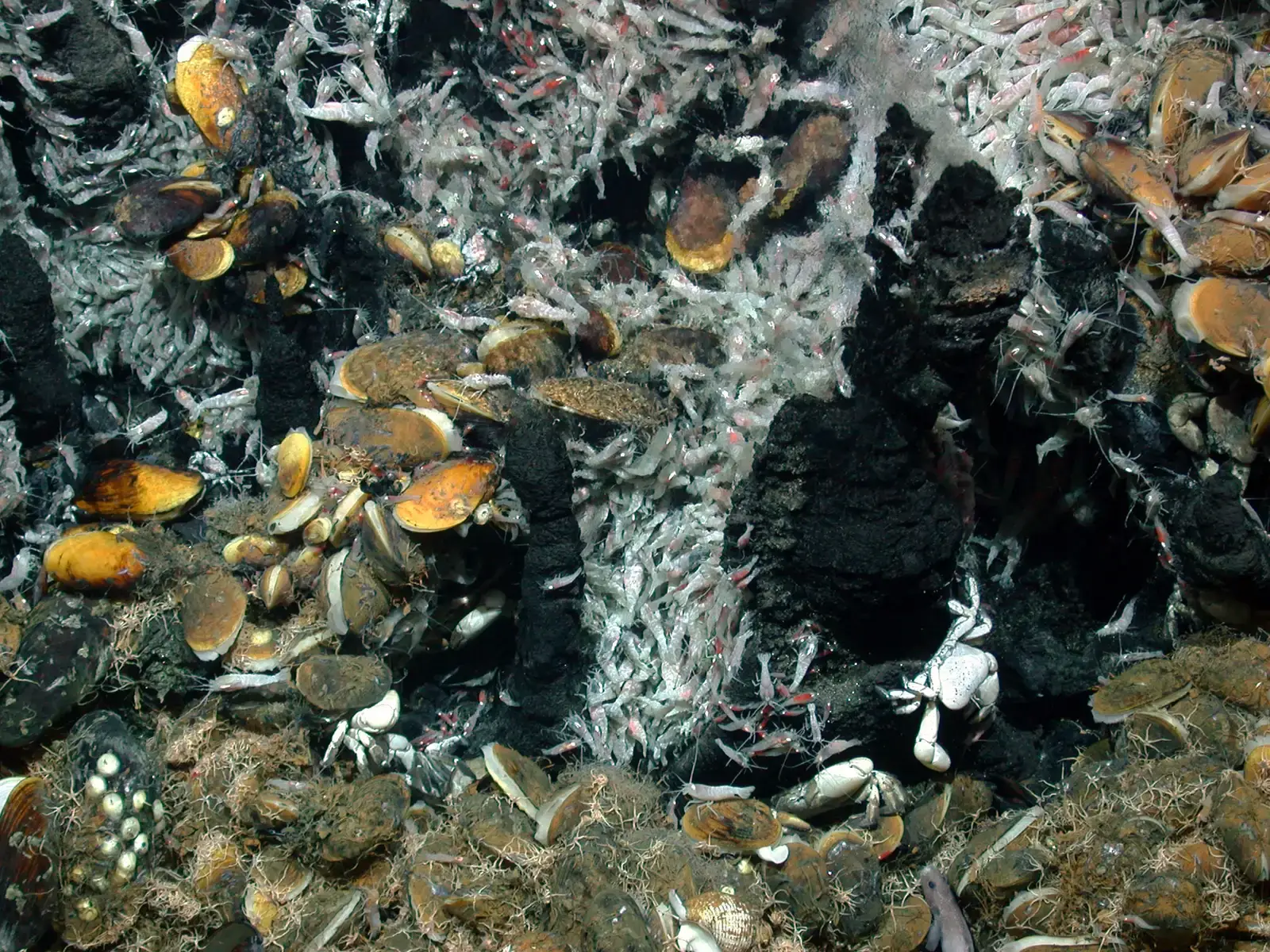 What Deep-Sea Extremes Tell Us About Life Beyond Earth (MARUM, CC BY 4.0)