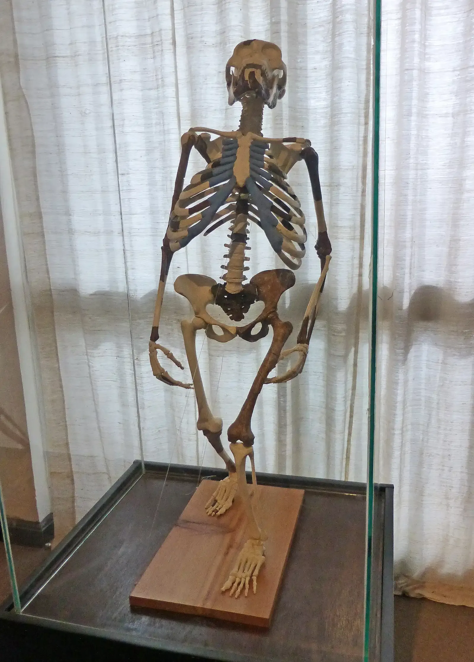 Lucy Changed Our View of Human Evolution (Image Credits: Wikimedia)