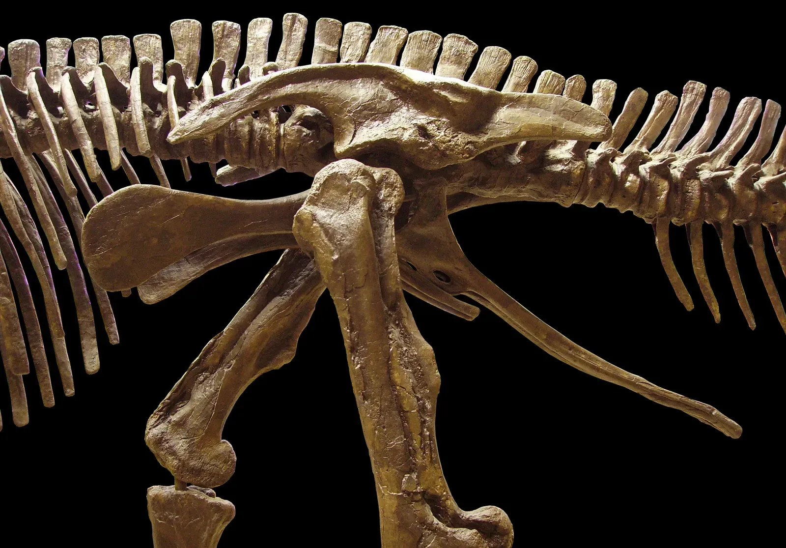 Arthritis, Gout, and the Dinosaurs That Hurt When They Moved (an earlier version of the file, CC BY-SA 3.0)