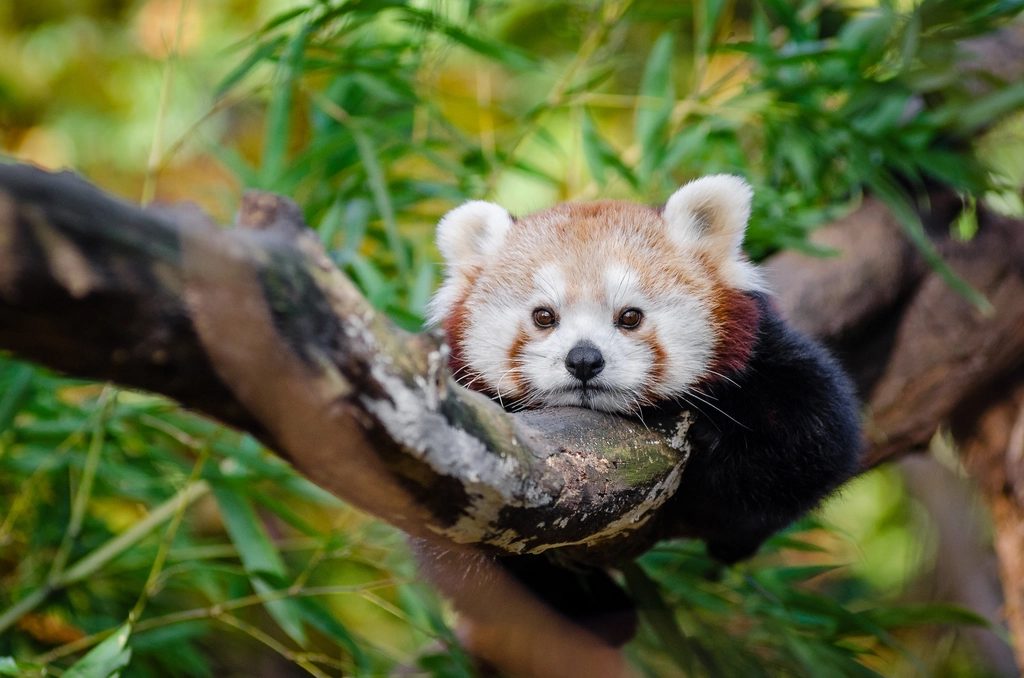 The Universal Call to Conservation (Image Credits: Rawpixel)