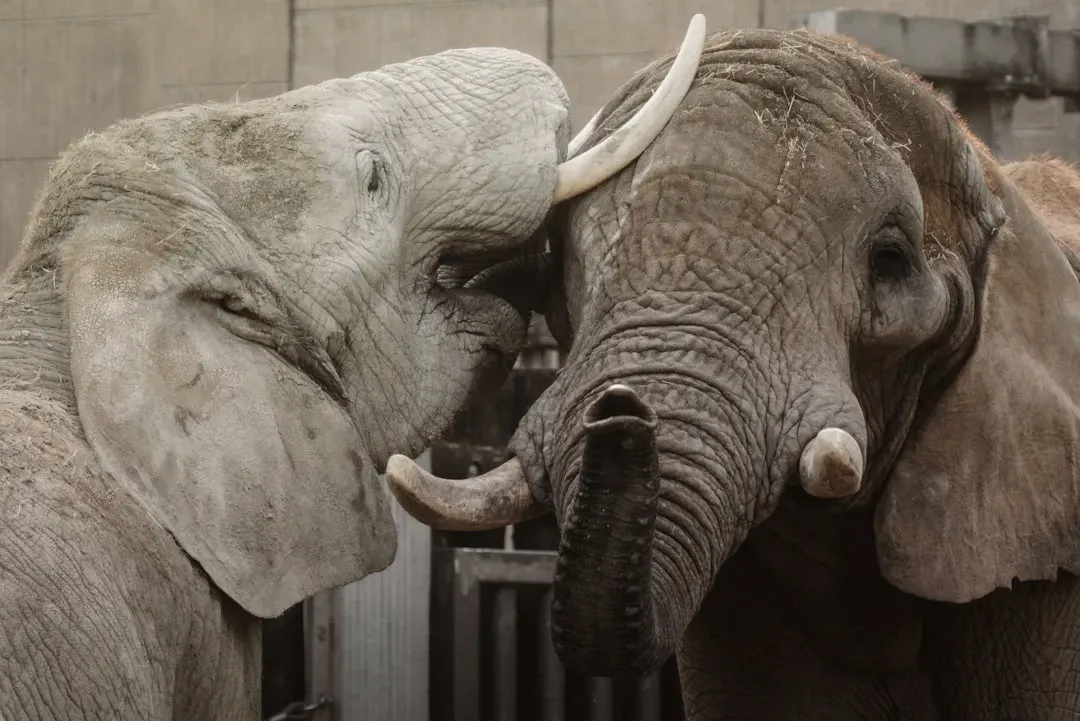 Social Minds: Empathy, Grief, and Complex Relationships (Image Credits: Unsplash)