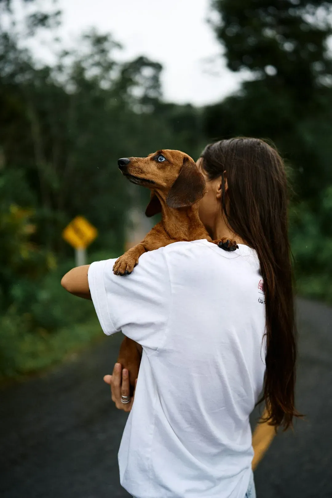 Everyday Actions: Tending the Invisible Bridge Between You and Your Dog (Image Credits: Unsplash)