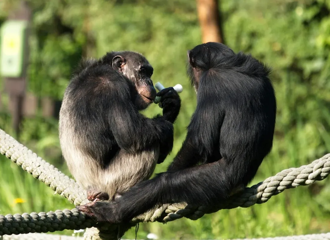 Primate Calls, Gestures, and the Roots of Human Language (Image Credits: Unsplash)