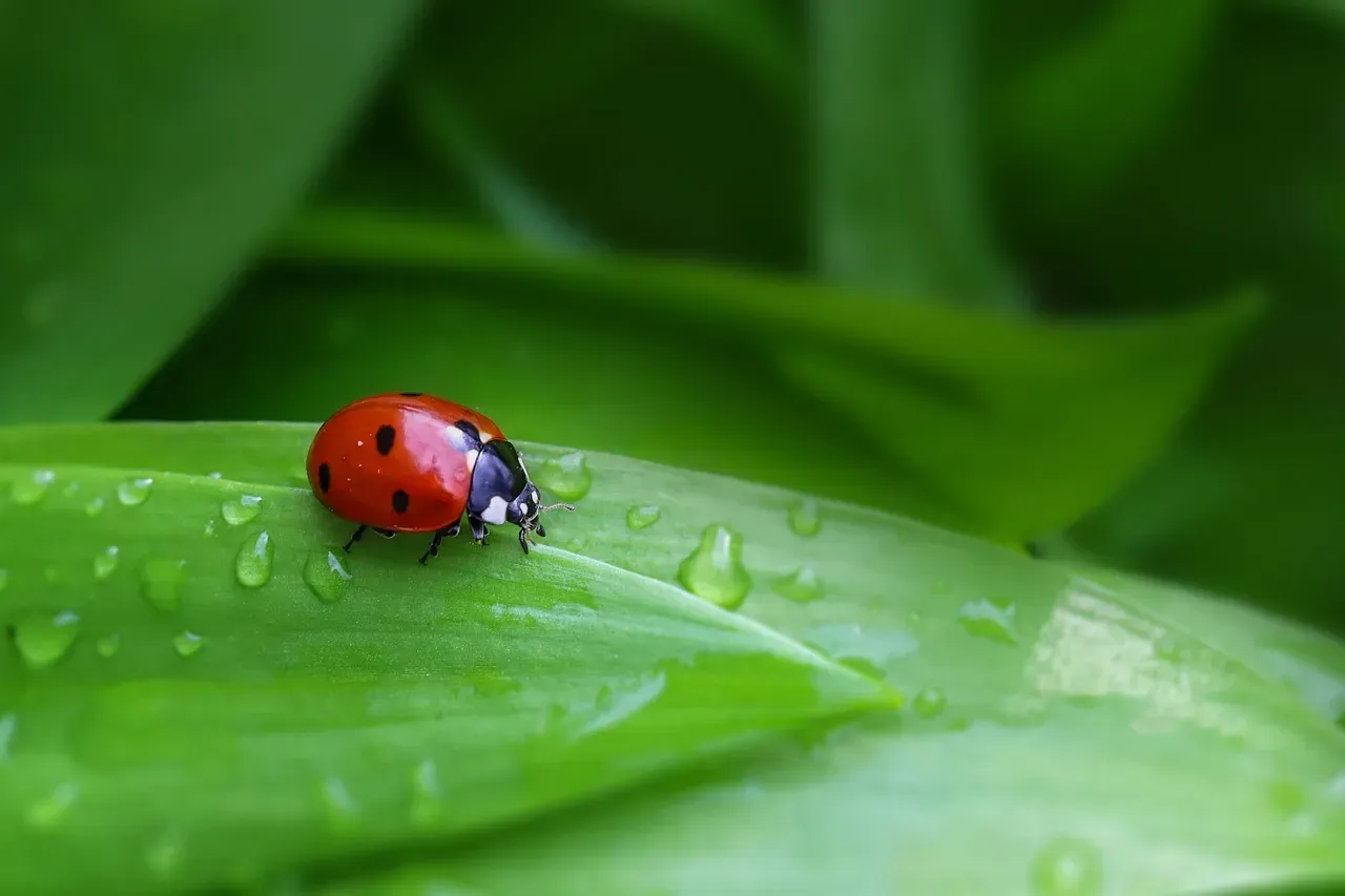 Conclusion: Small Bodies, Big Consequences (Image Credits: Pixabay)