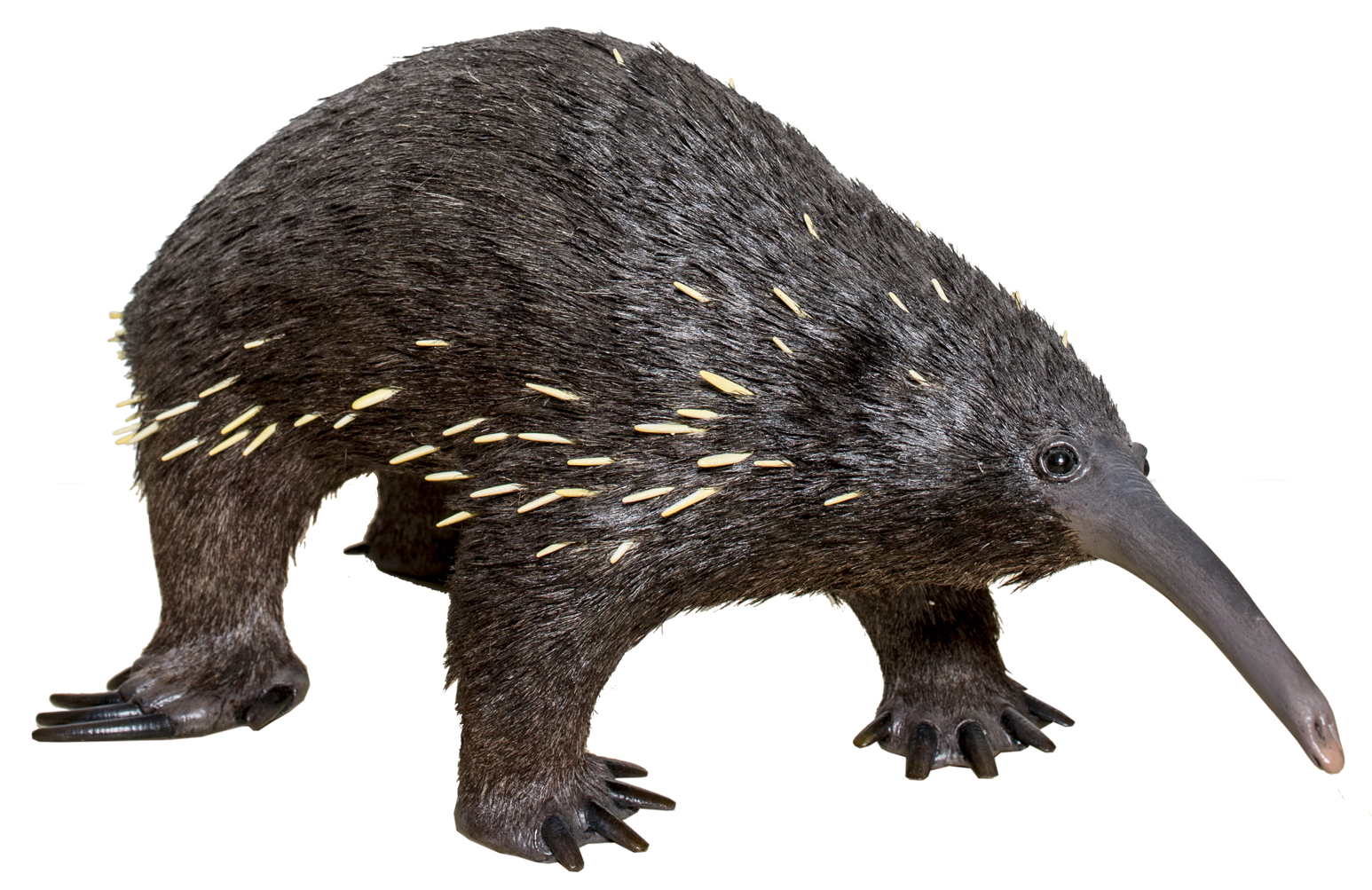 Attenborough's Long-Beaked Echidna: The Spiky Survivor (Image Credits: Wikimedia)