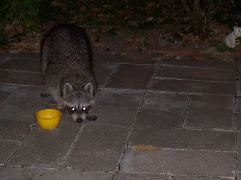 13. Human Behavior Keeps Rewarding Their Most Invasive Traits (Rochelle Hartman, Flickr, CC BY 2.0)