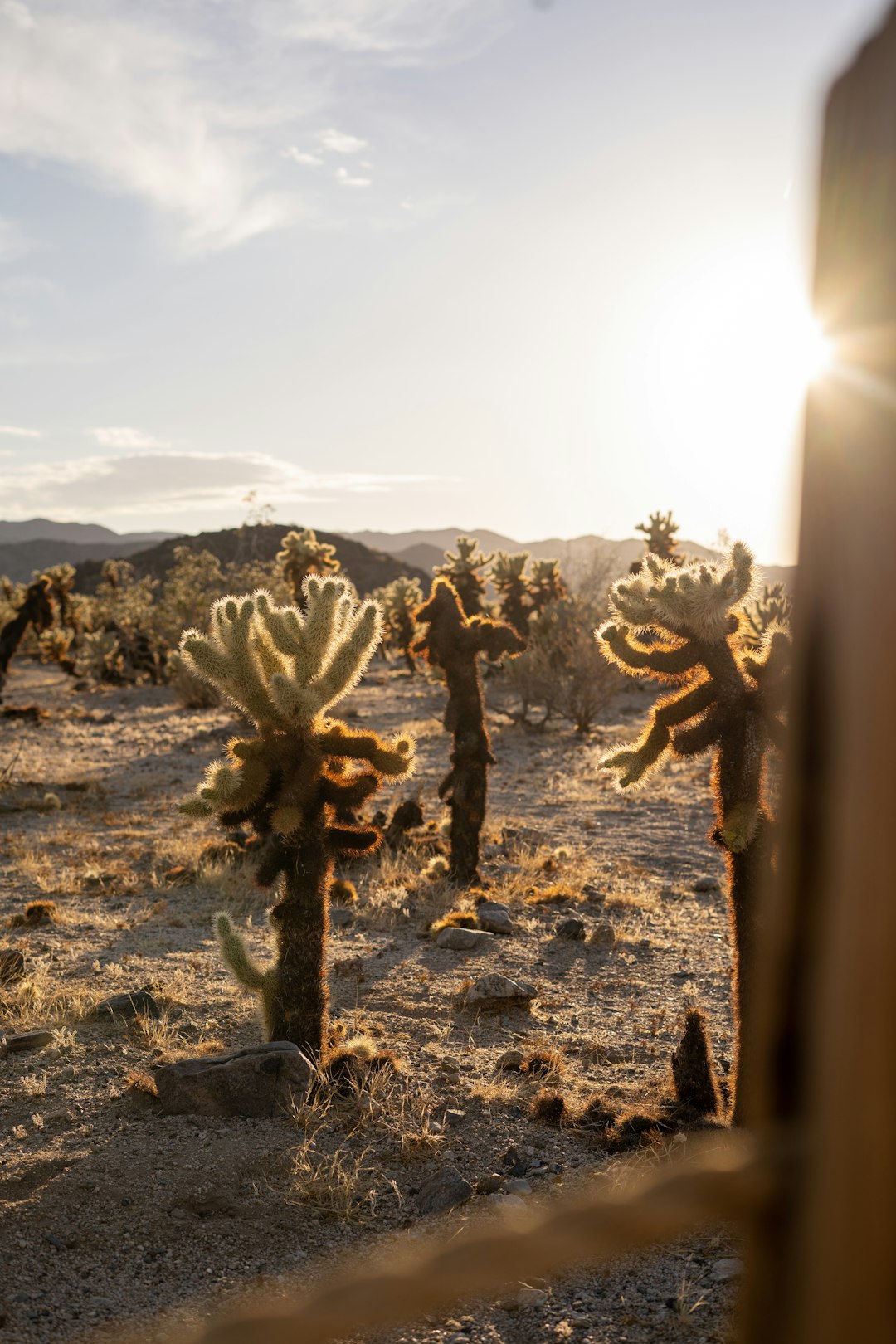 Town Gardens as Lifelines (Image Credits: Unsplash)