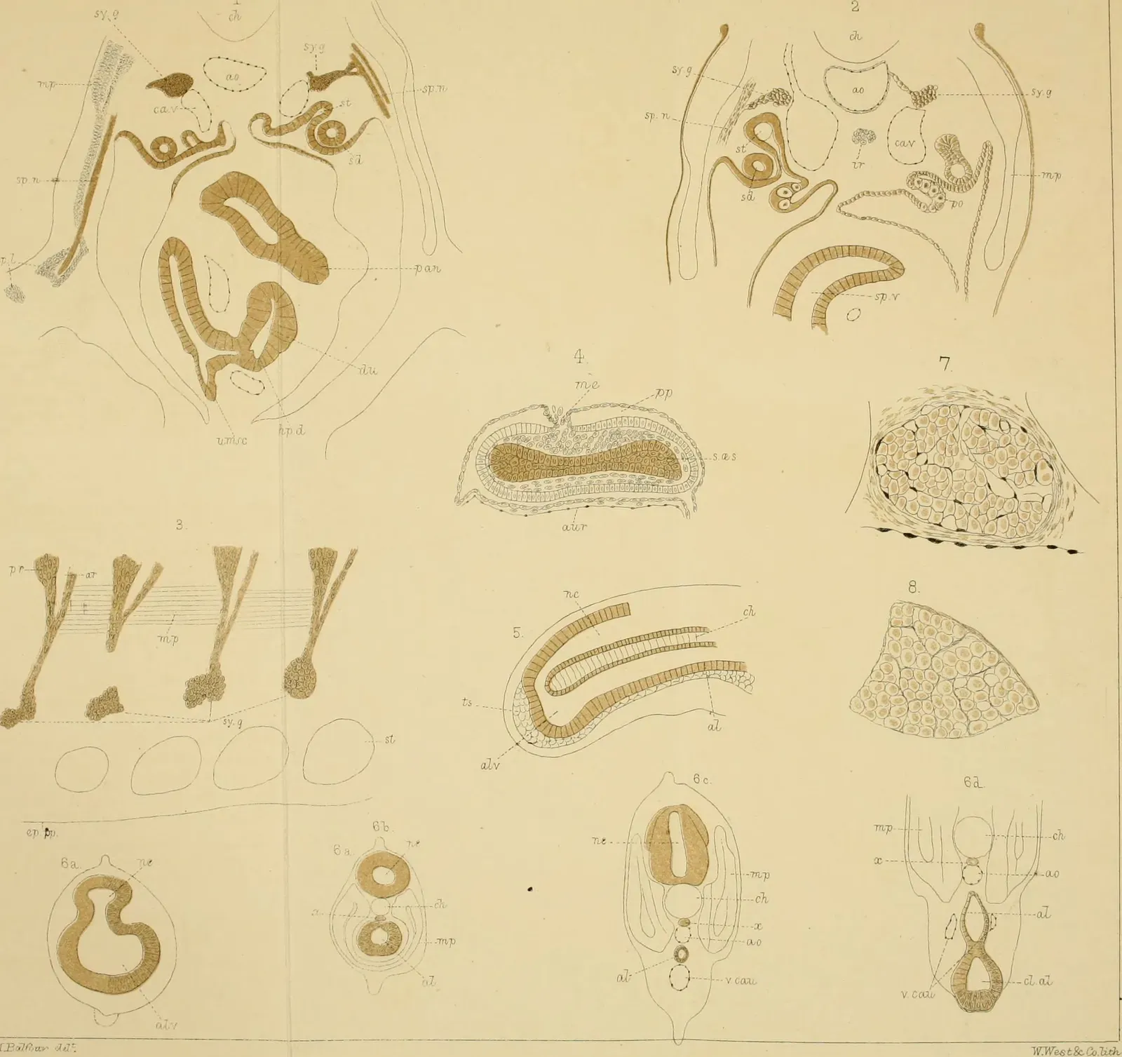 The Brain–Body Loop: Why Your Stomach Knots Before Your Mind Decides (Image Credits: Wikimedia)