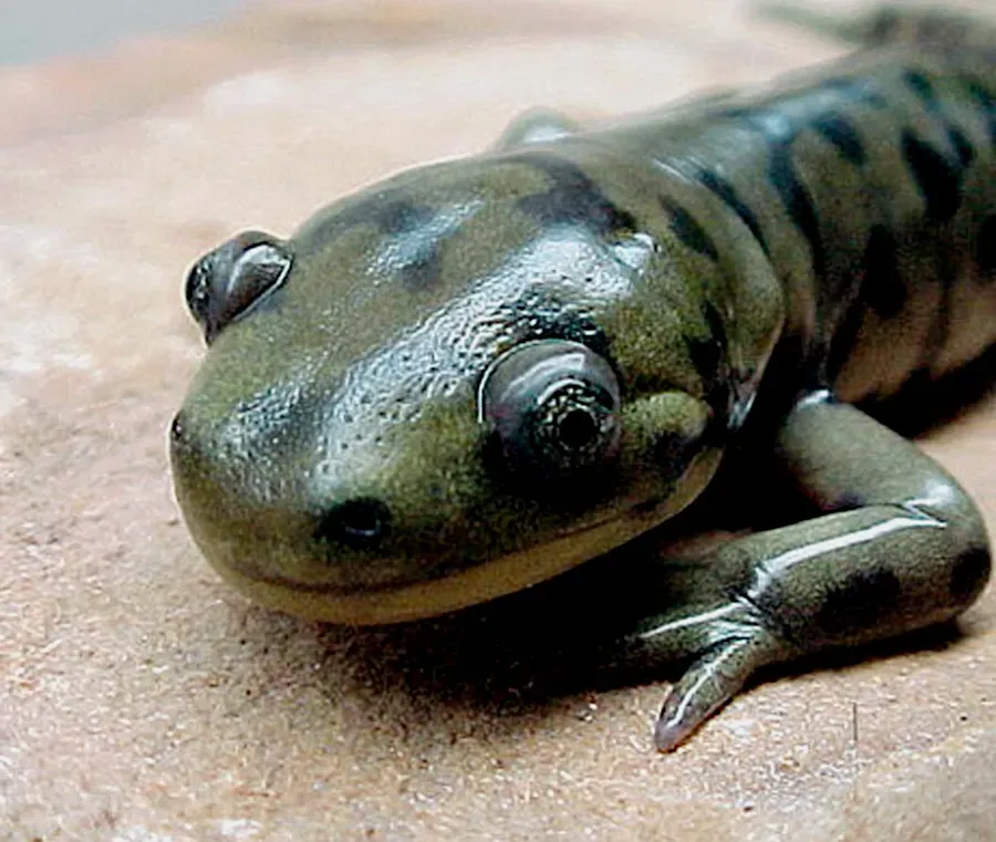 Salamander Regeneration Holds Keys for Human Healing (Image Credits: Wikimedia)