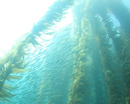 Urchin Barrens Blink First: Targeted Removals Open Space (Image Credits: Wikimedia)
