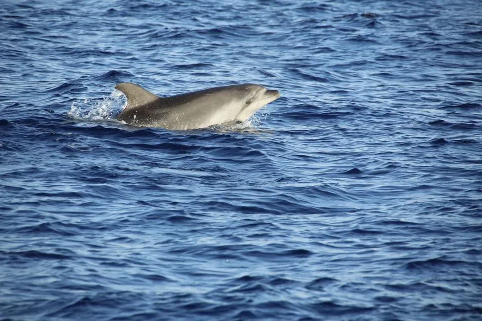 The Myth Of The Lost Lone Dolphin (Image Credits: Pexels)