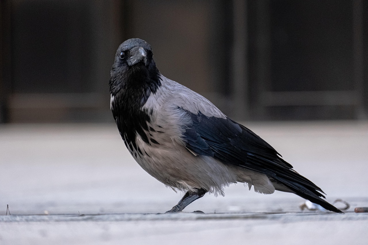 Urban Adaptation and Behavioral Flexibility (Image Credits: Pixabay)