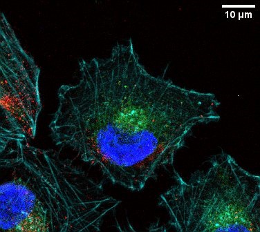 The Future Landscape (Image Credits: Wikimedia)