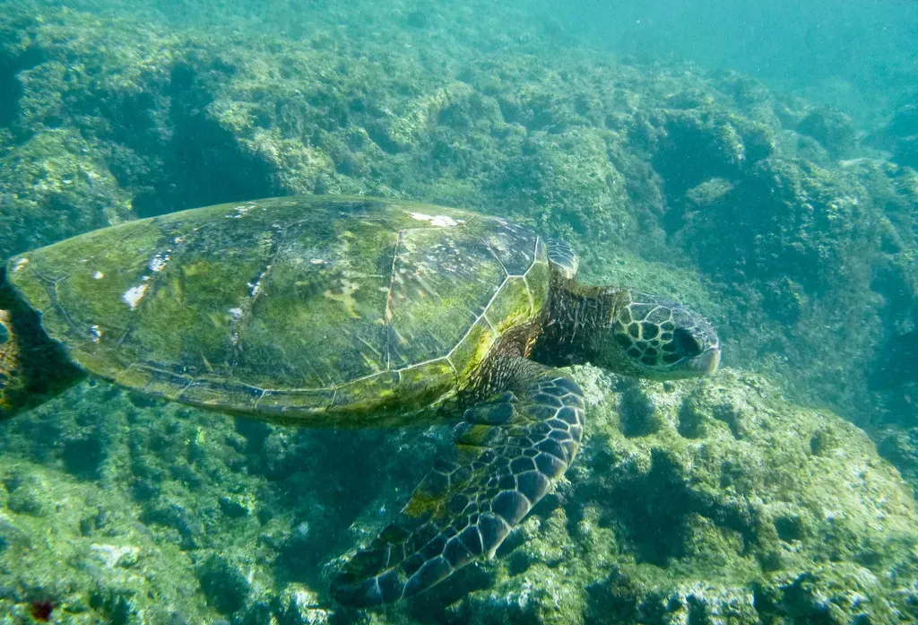Sea Turtles Returning to the Same Beach After Decades (Image Credits: Flickr)