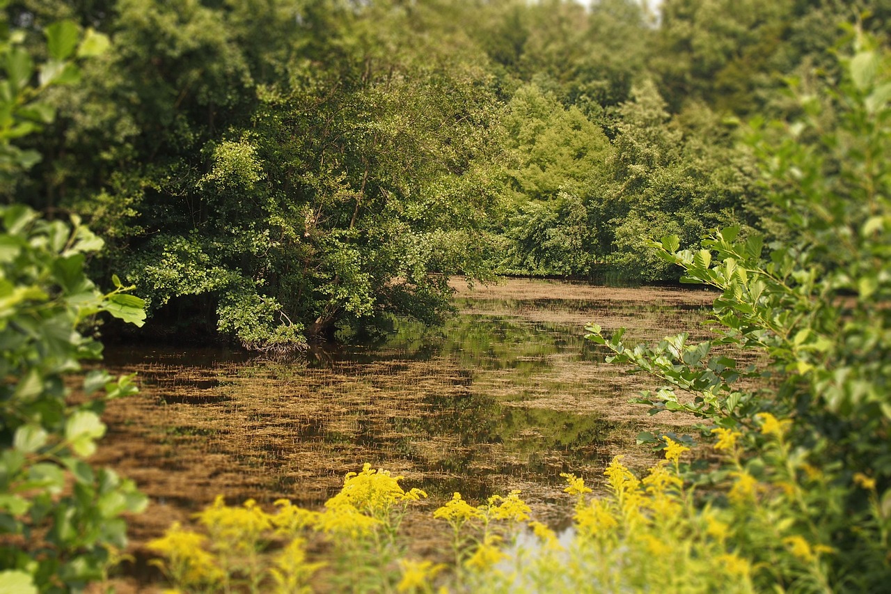 Summer's Intensifying Hues (Image Credits: Pixabay)