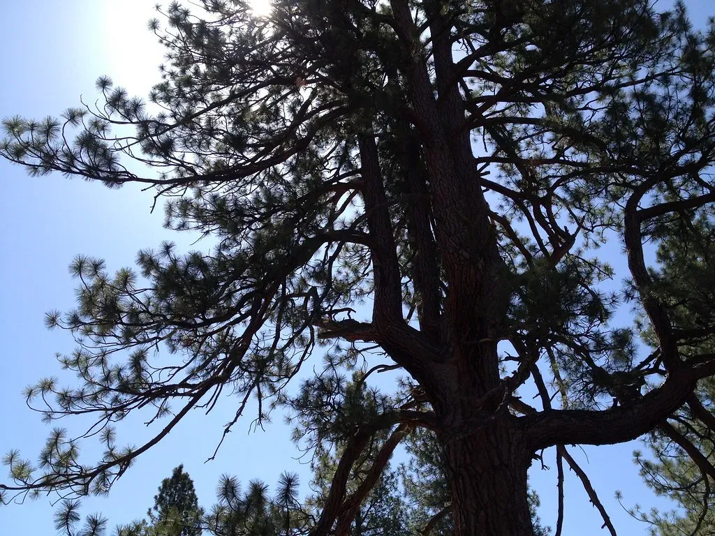 Mother Trees and Resource Sharing (Image Credits: Flickr)