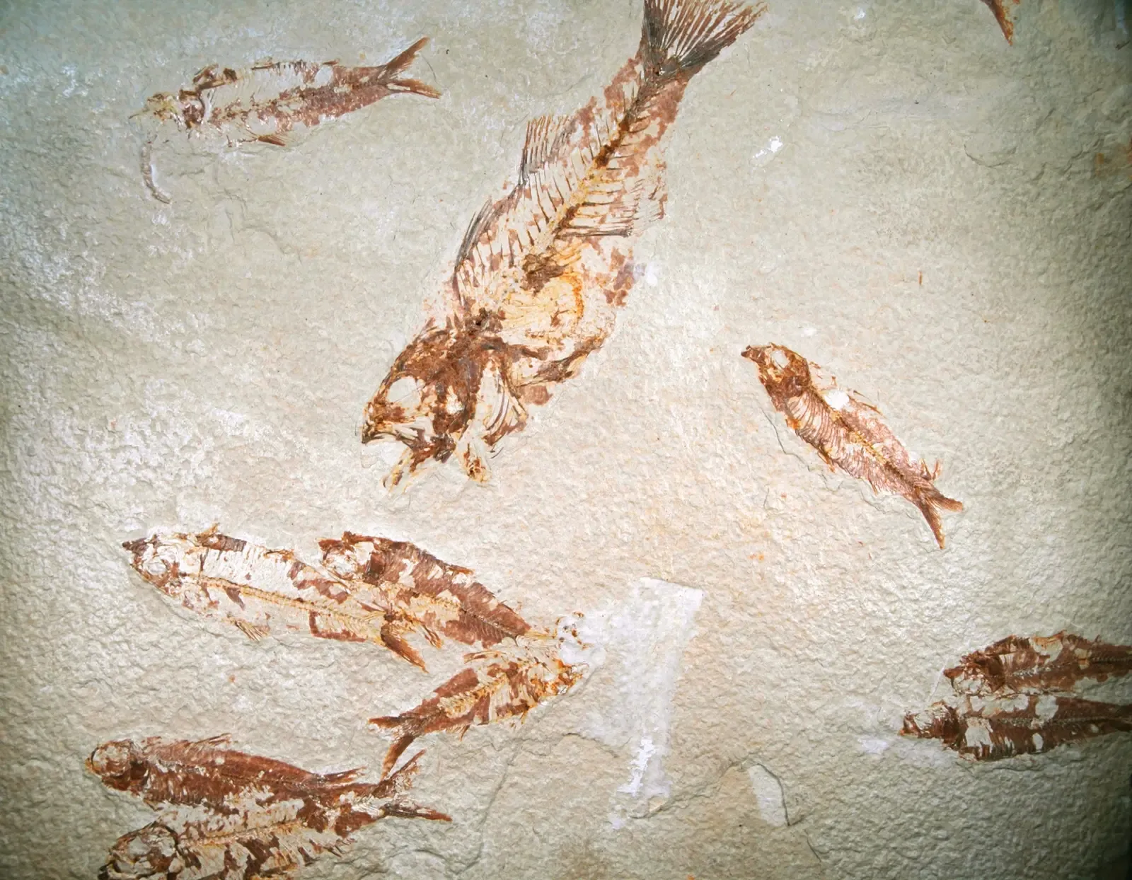 #13 - The Green River Formation (USA): Proof That Climate Was Never as Calm as the Charts Suggest (Mioplosus labracoides & Knightia eocaena fossil fish (Green River Formation, Lower Eocene; Fossil Lake Basin, southwestern Wyoming, USA), CC BY 2.0)