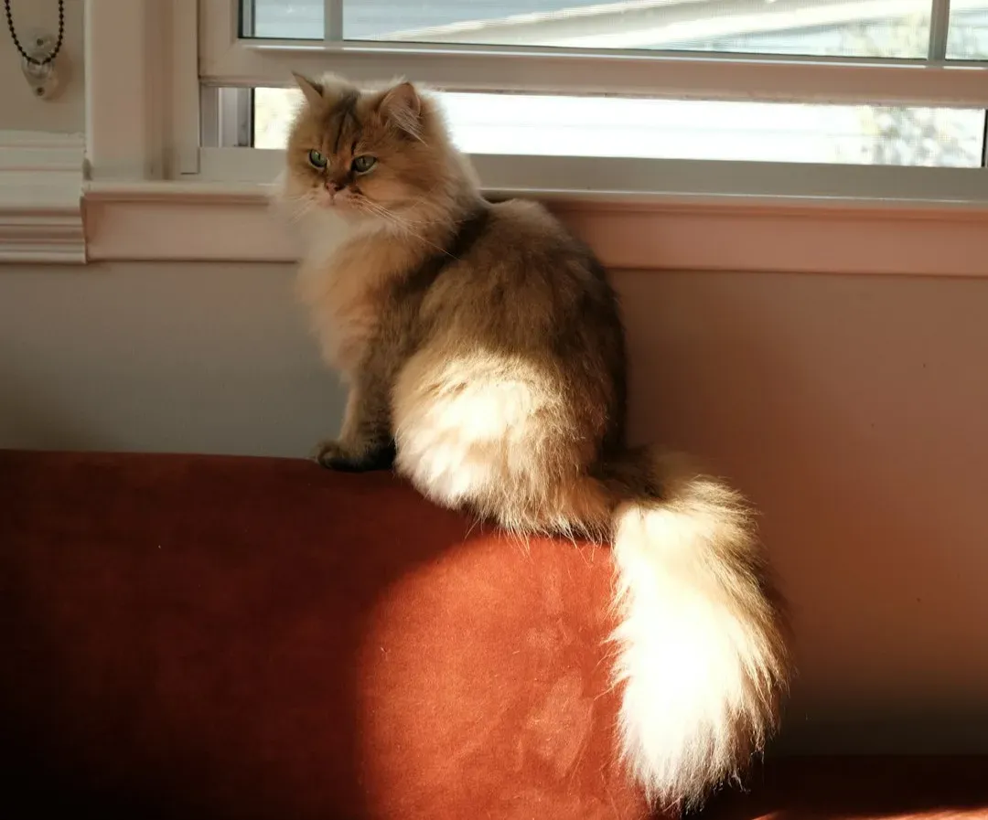 Pisces and the Dreamy Soul: The Persian (Image Credits: Unsplash)