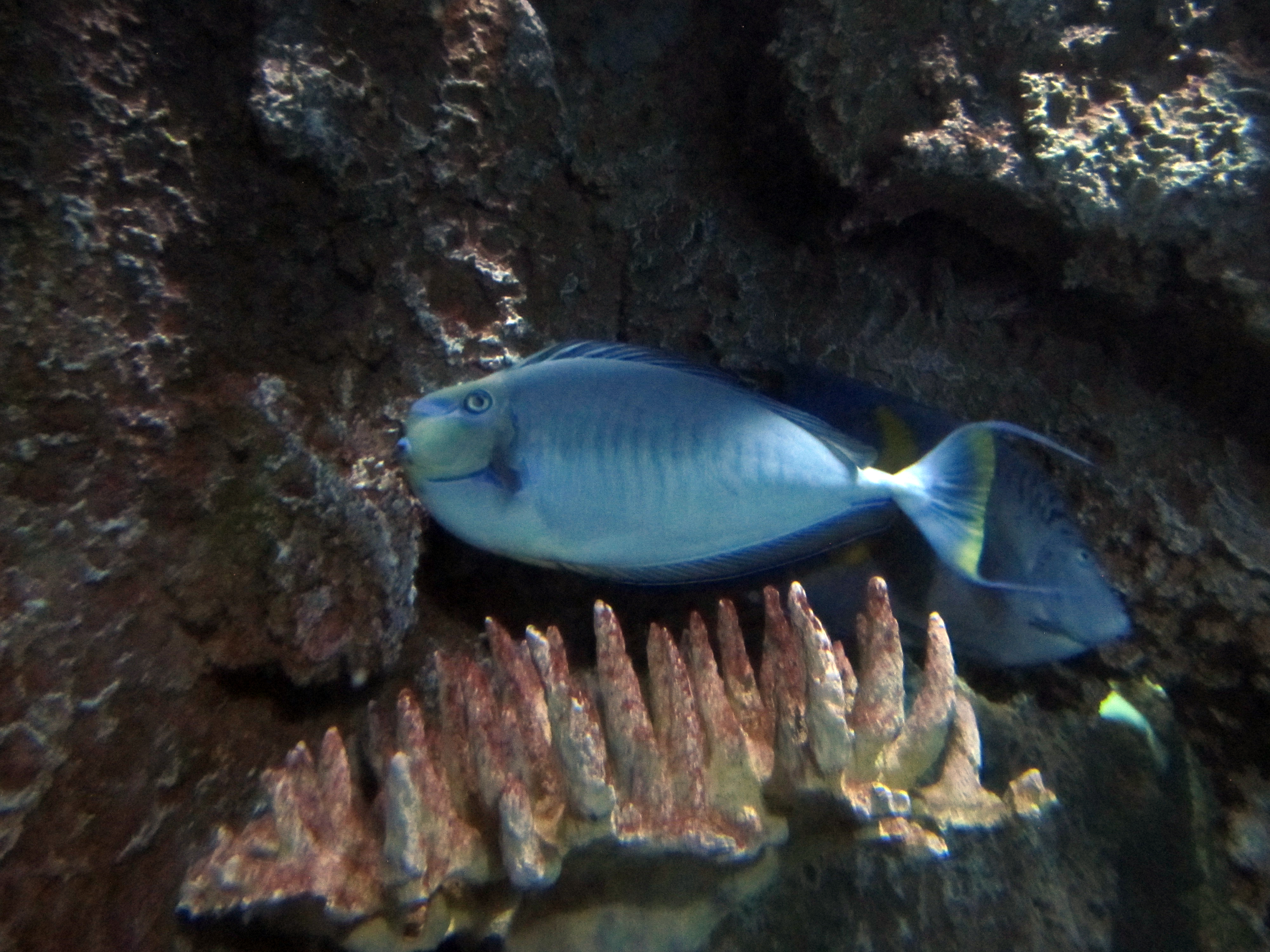 Coral Gardeners at Work: Parrotfish Keep Reefs Breathing (Image Credits: Wikimedia)