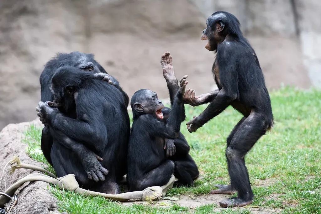 Bonobos: Peace, Play, and Pretend Tea Parties (Eric Kilby, Flickr, CC BY-SA 2.0)
