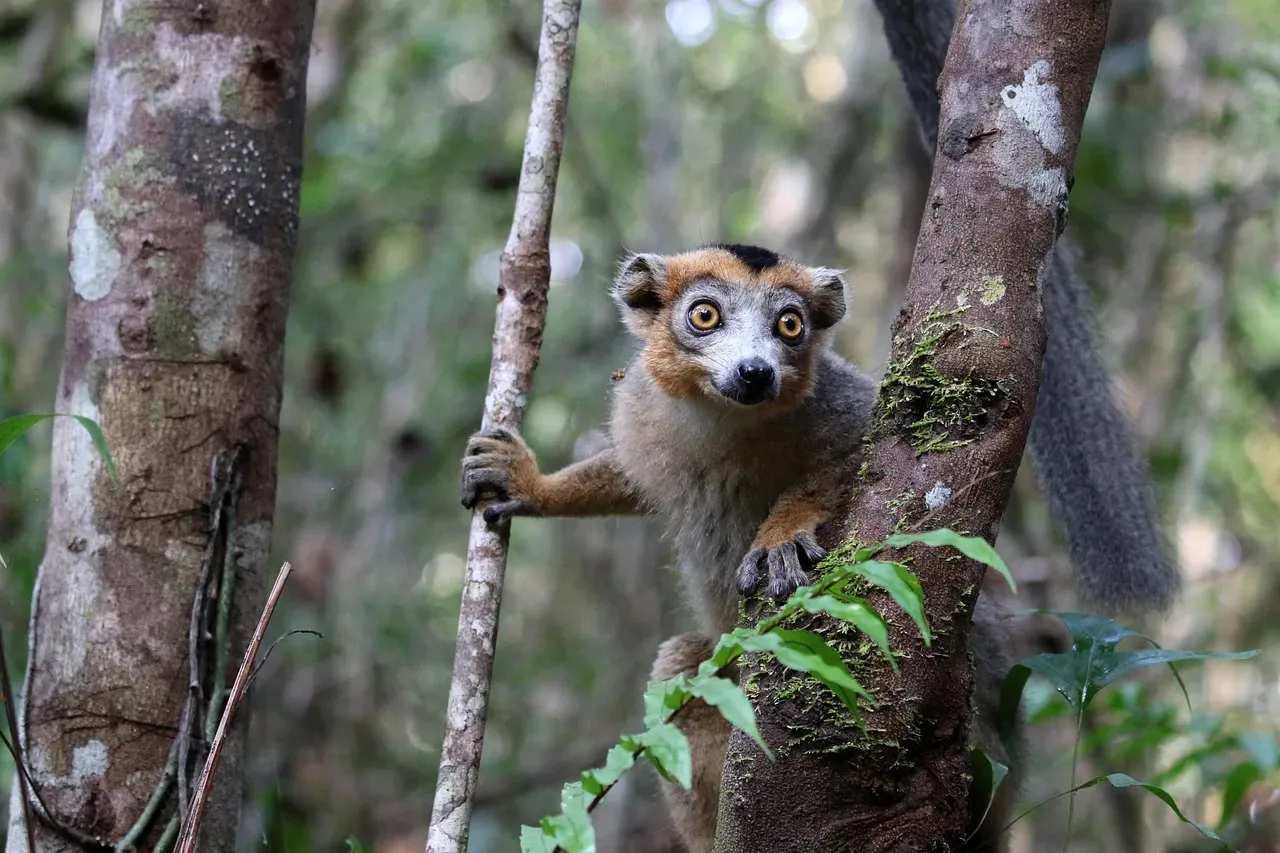 Accelerating Conservation Research and Decision-Making (Image Credits: Pixabay)