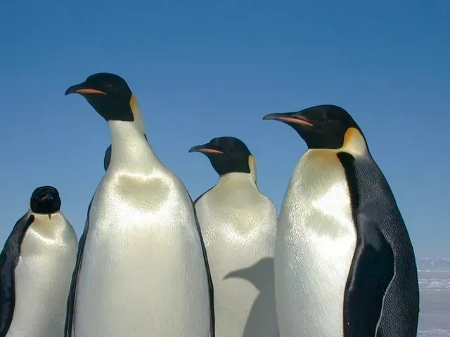 The Penguin Huddle: Collective Warmth as a Survival Strategy (By NSF/Josh Landis, employee 1999-2001, Public domain)