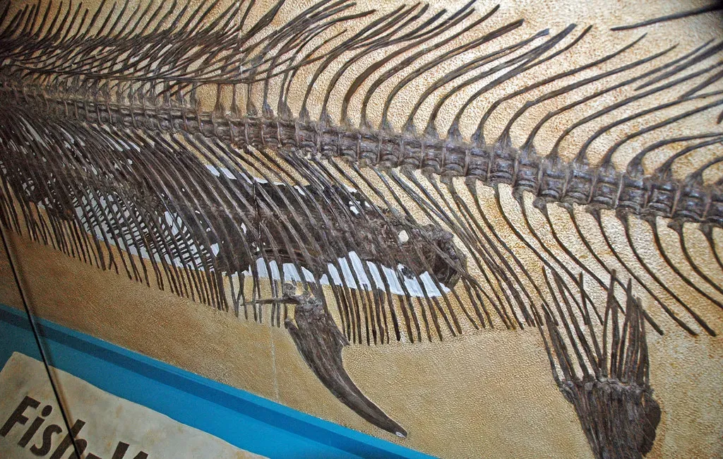 #1: The Fish Found Only In A Fossilized Stomach (James St. John, Flickr, CC BY 2.0)