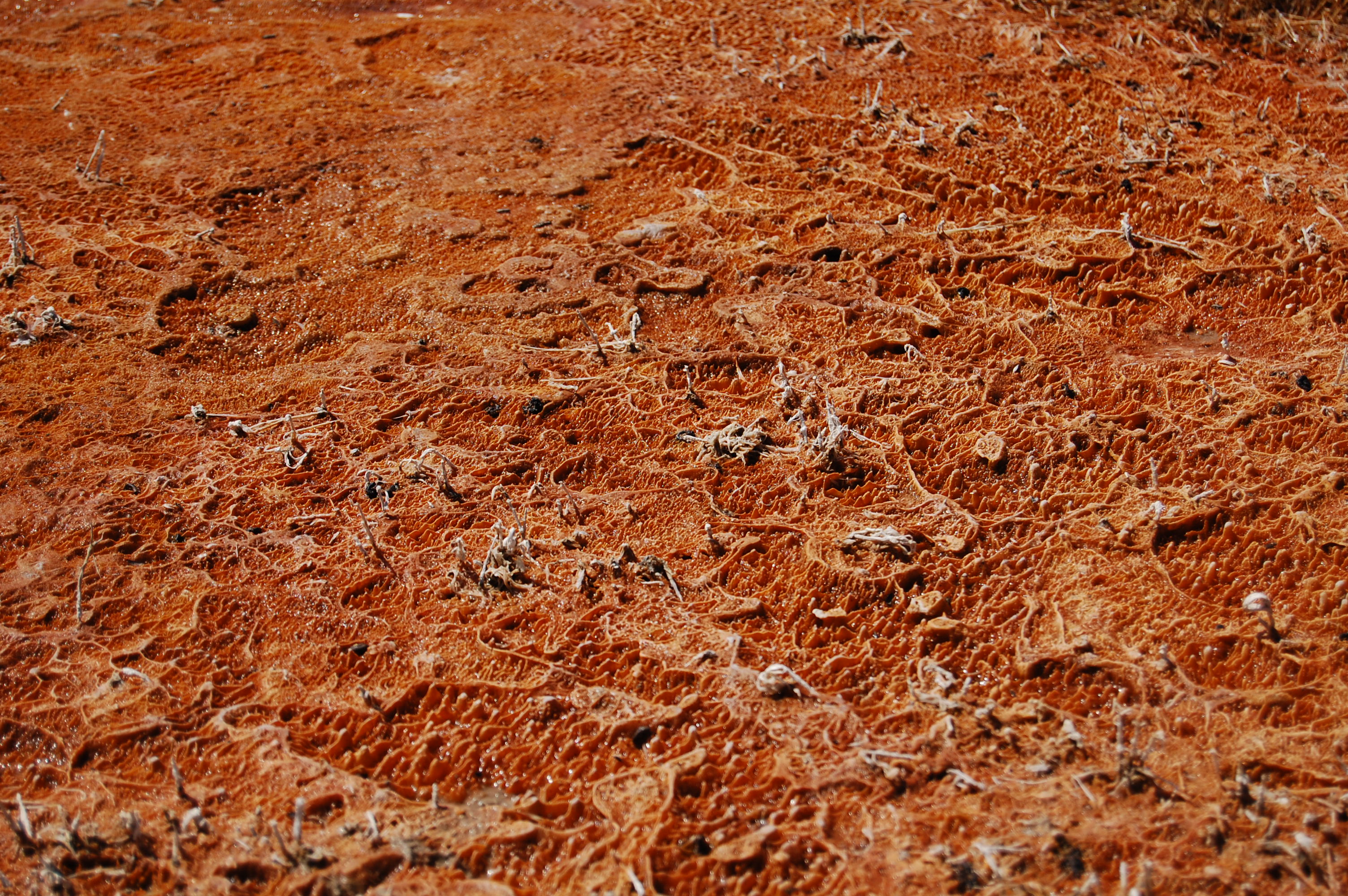 The Toughest Cell on Earth? (Image Credits: Wikimedia)