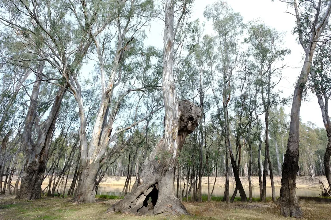 5. Eucalyptus - The Tree That Weaponizes Fire (Image Credits: Unsplash)