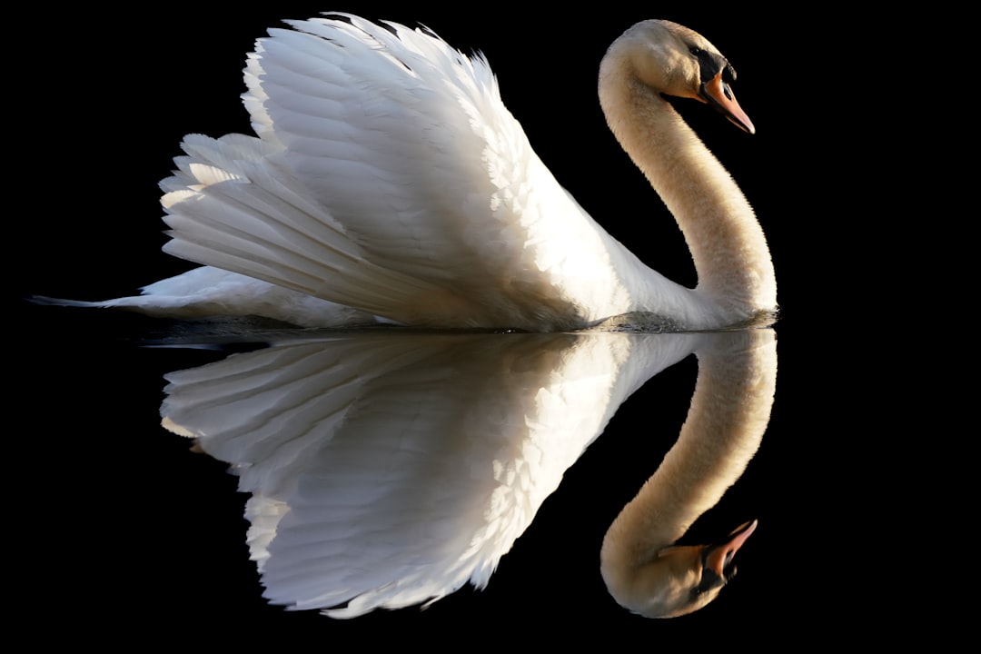 Libra's Graceful Guardian: The Elegant Swan (Image Credits: Unsplash)