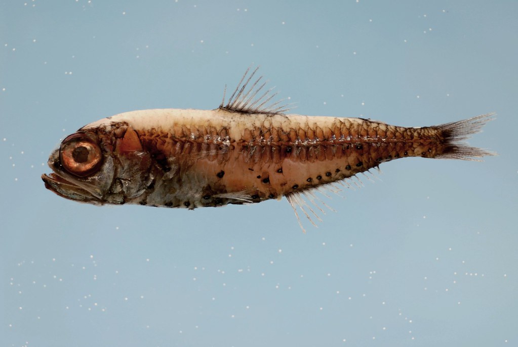 Cancer: The Lanternfish's Protective Light (Image Credits: Flickr)