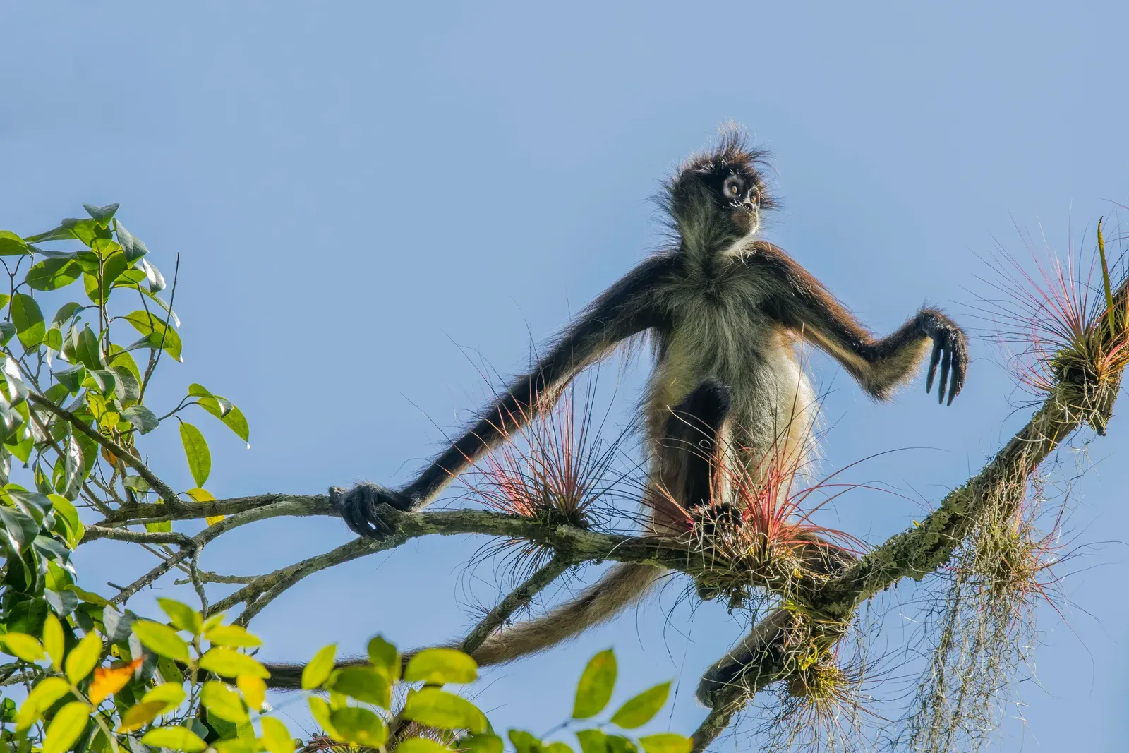 Sagittarius – The Spider Monkey: Playful, Adventurous, and Always on the Move (Own work, from Sharp Photography, sharpphotography.co.uk, CC BY-SA 4.0)