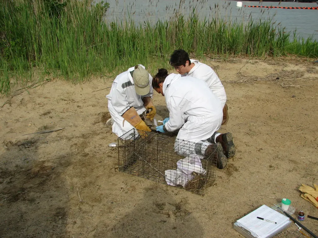 7. They Can Carry Diseases That Spread in Dense Urban Settings (U.S. Army Environmental Command, Flickr, CC BY 2.0)
